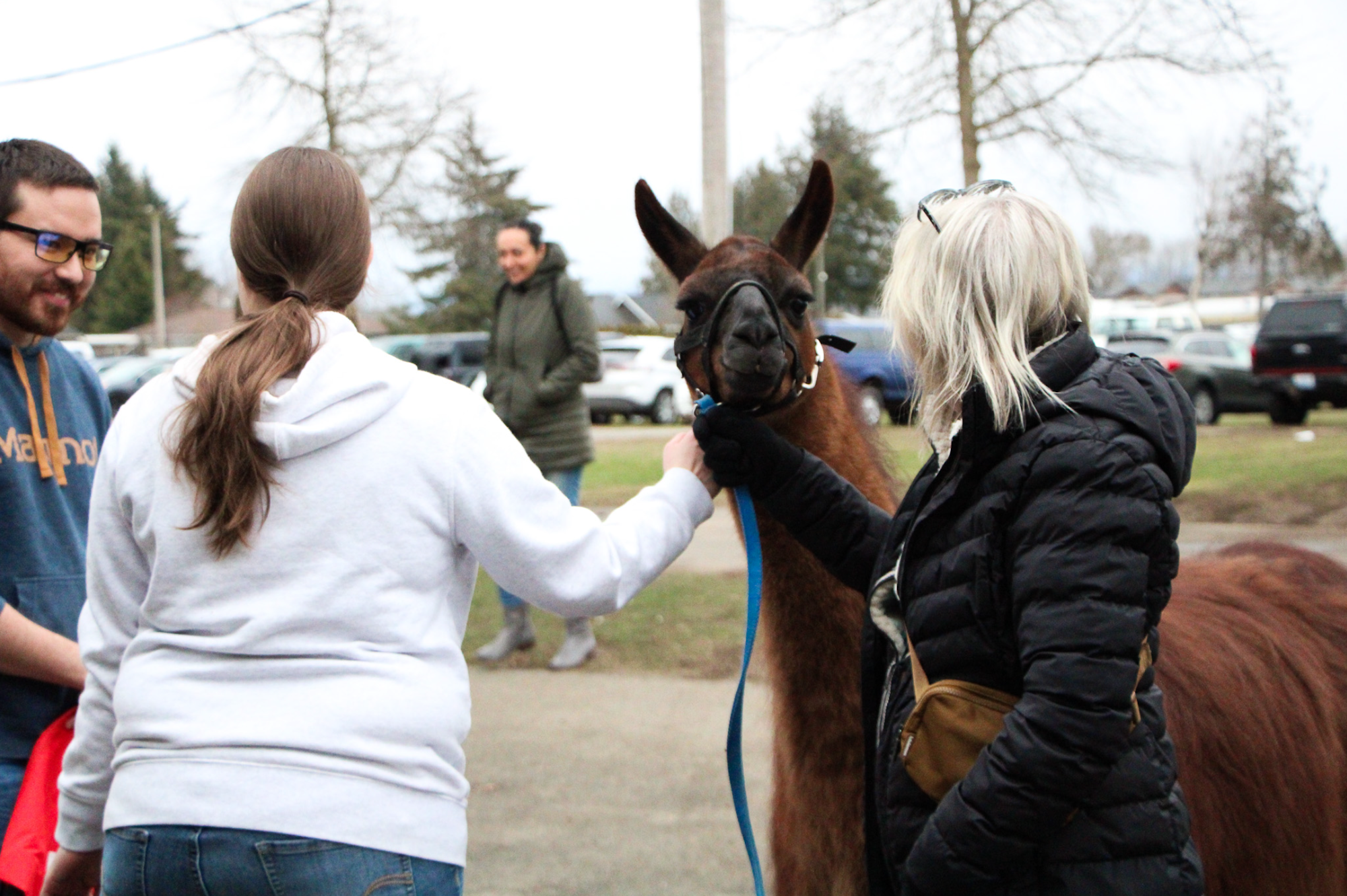 People interacting with a llama outdoors, with trees and cars in the background.