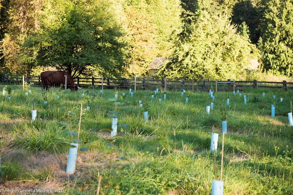 A grassy field with young trees in protective tubes, a cow near a tree, and a wooden fence in the background.