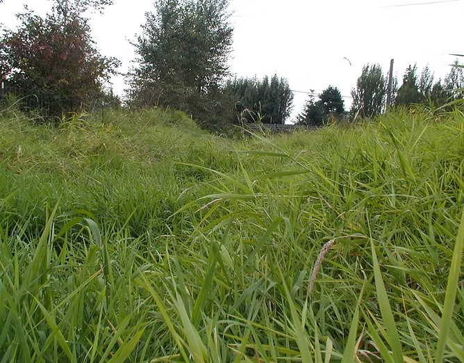Overgrown grassy field with trees in the background under a cloudy sky.