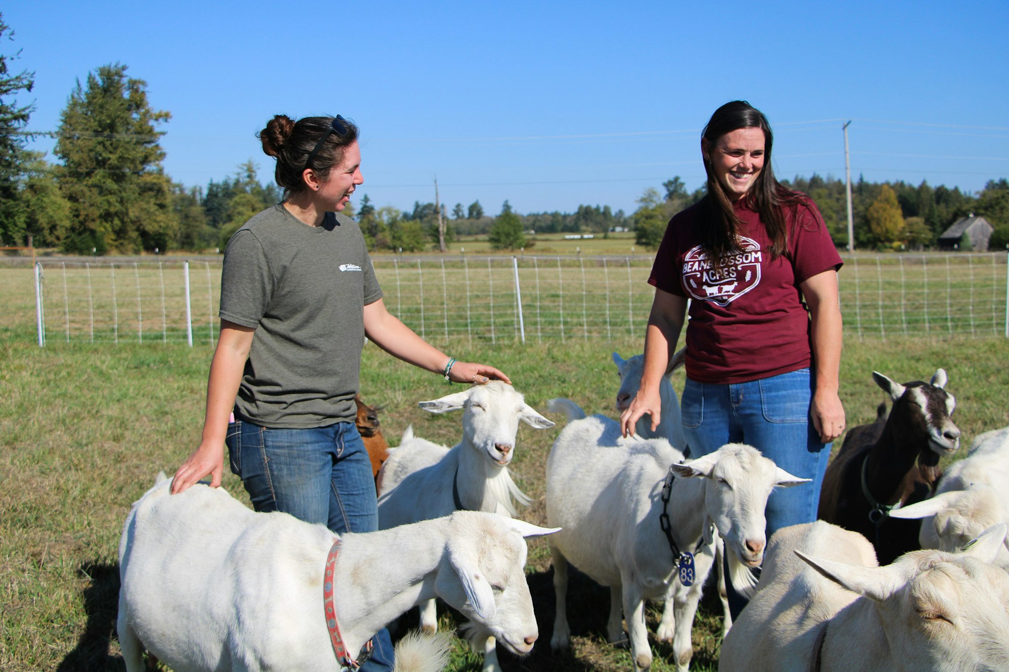 Two people standing with a group of goats in a sunny field.