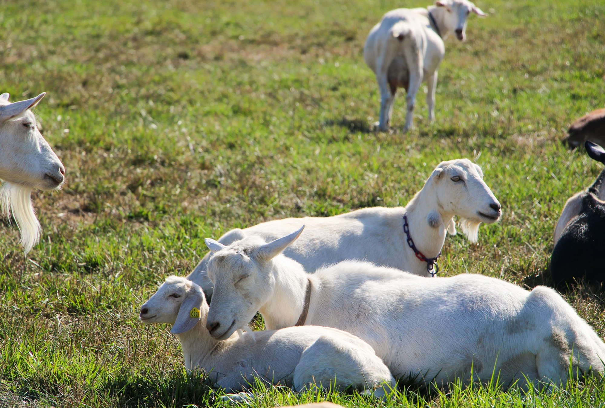 Goats relaxing on a grassy field under the sun.