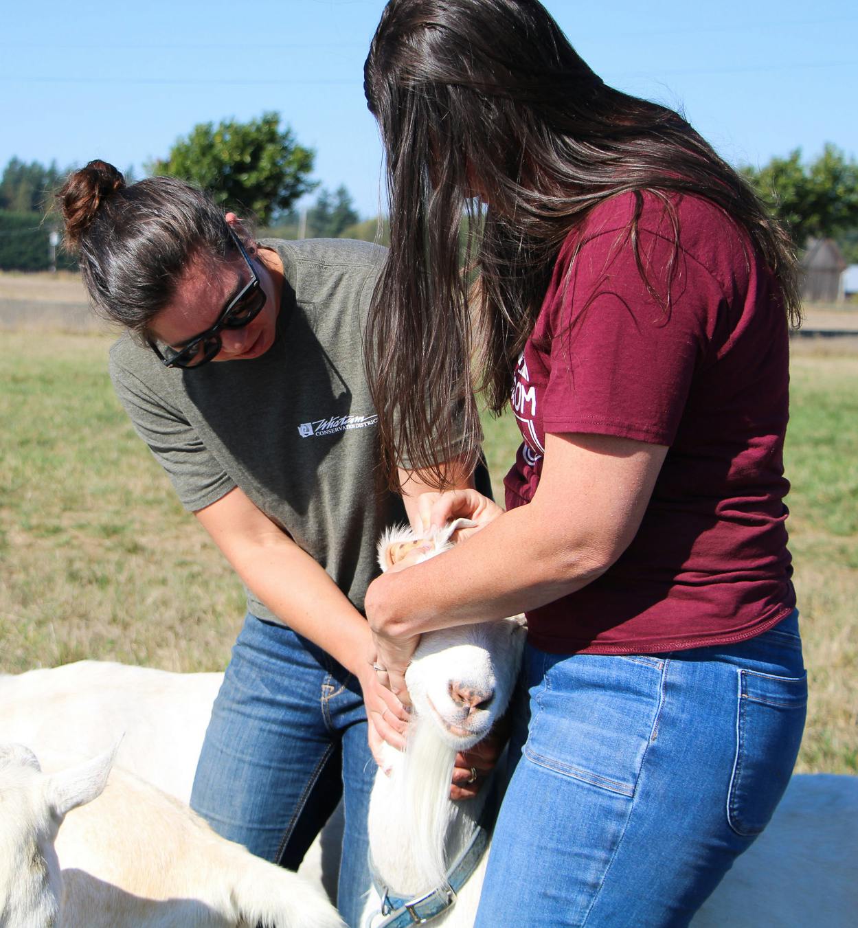 Two people handling a goat outdoors in a grassy field.