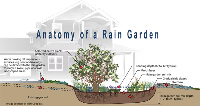 Diagram showing a rain garden's design with native plants, soil mix, and water flow direction for managing runoff.