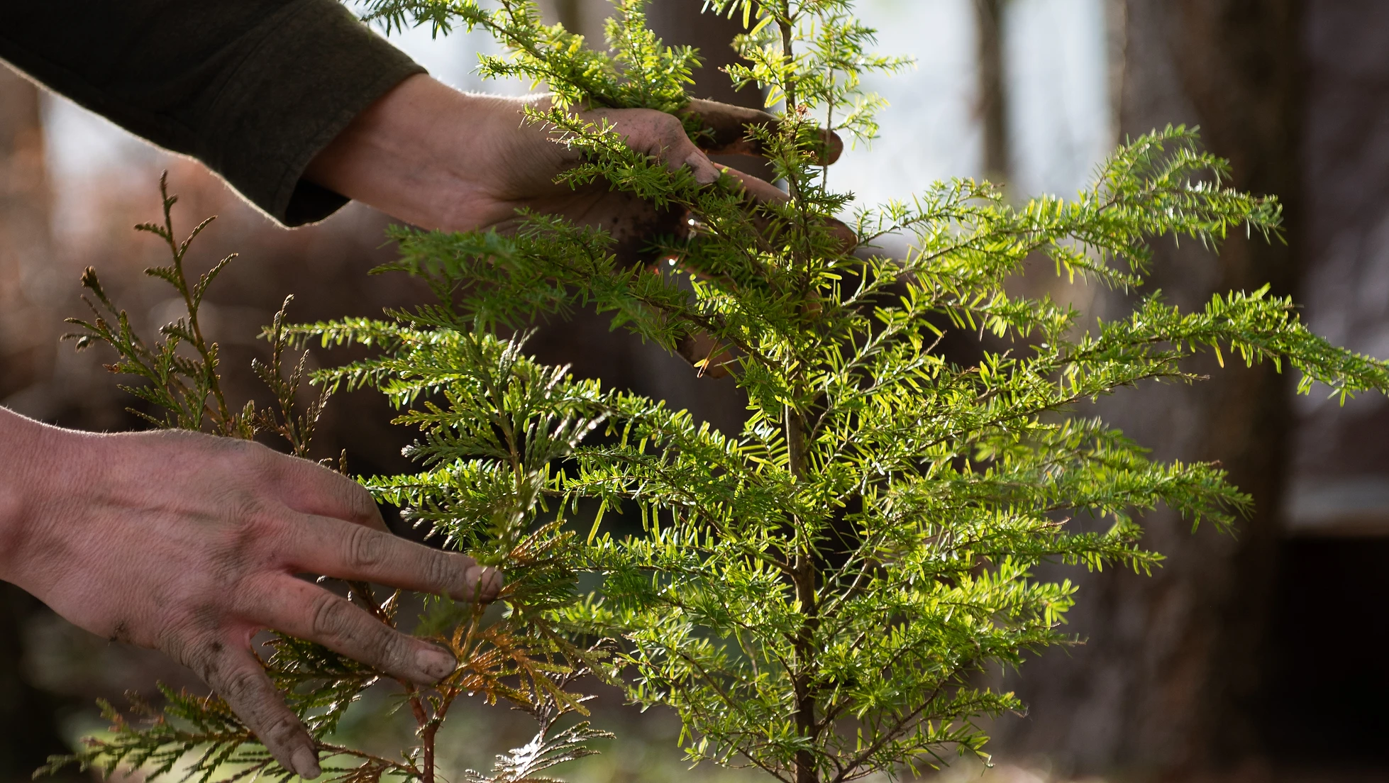 Hands gently touch a small green tree, surrounded by a softly lit natural setting.