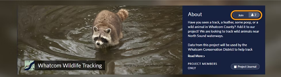 A raccoon in water with a Whatcom Wildlife Tracking project details and join button.