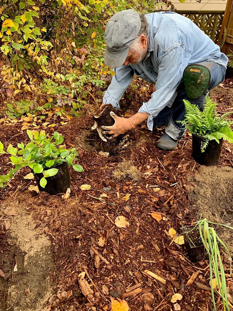 A person gardening, planting or replanting a large plant in a mulched area, surrounded by other potted plants.