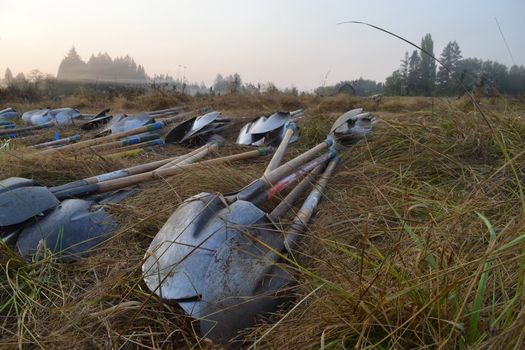 Several shovels lying on dry grass in an open field with trees in the background.