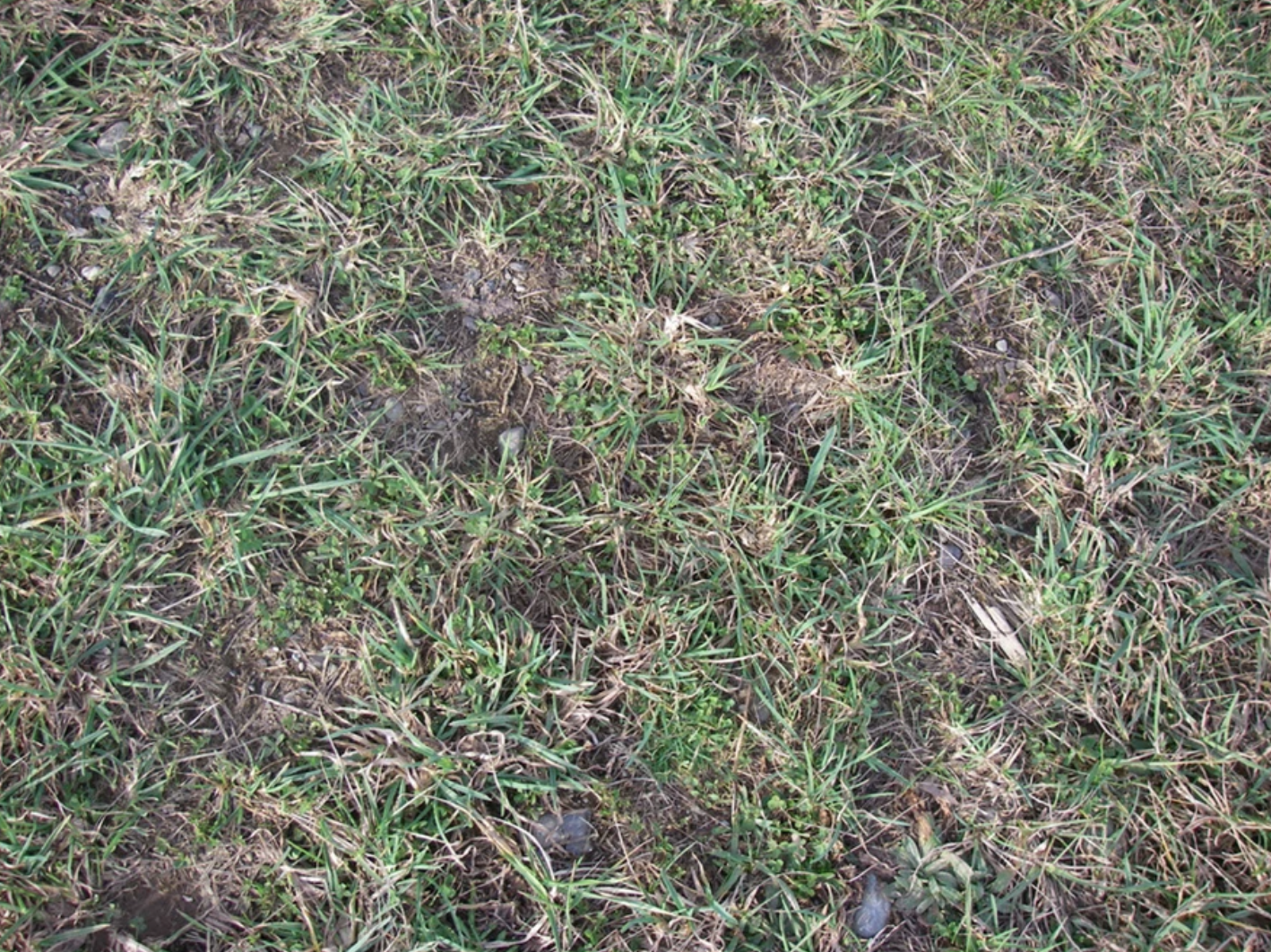 Patchy grass with some bare spots and weeds.