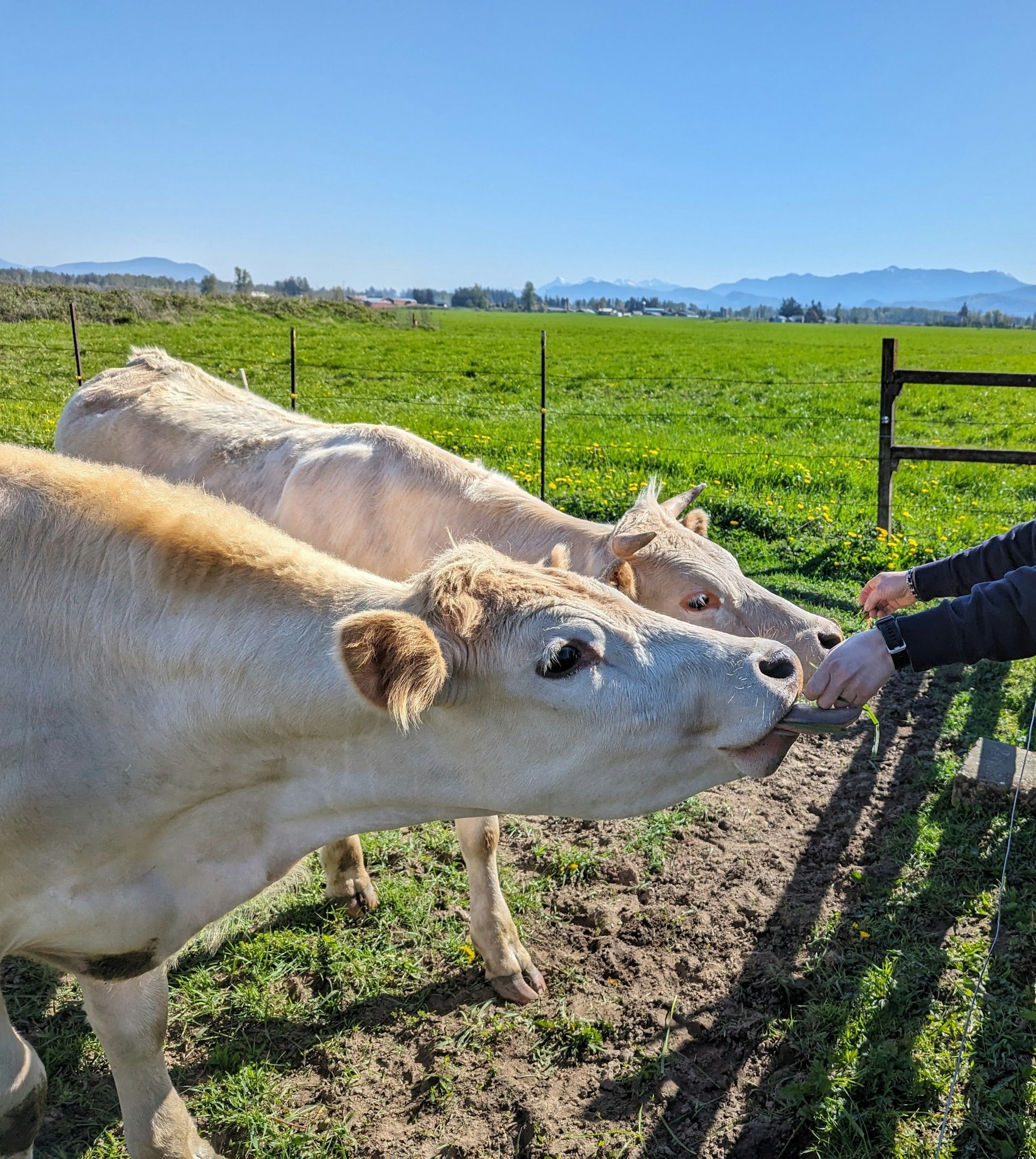 Two light-colored cows being fed by a person in a grassy field under a clear blue sky.