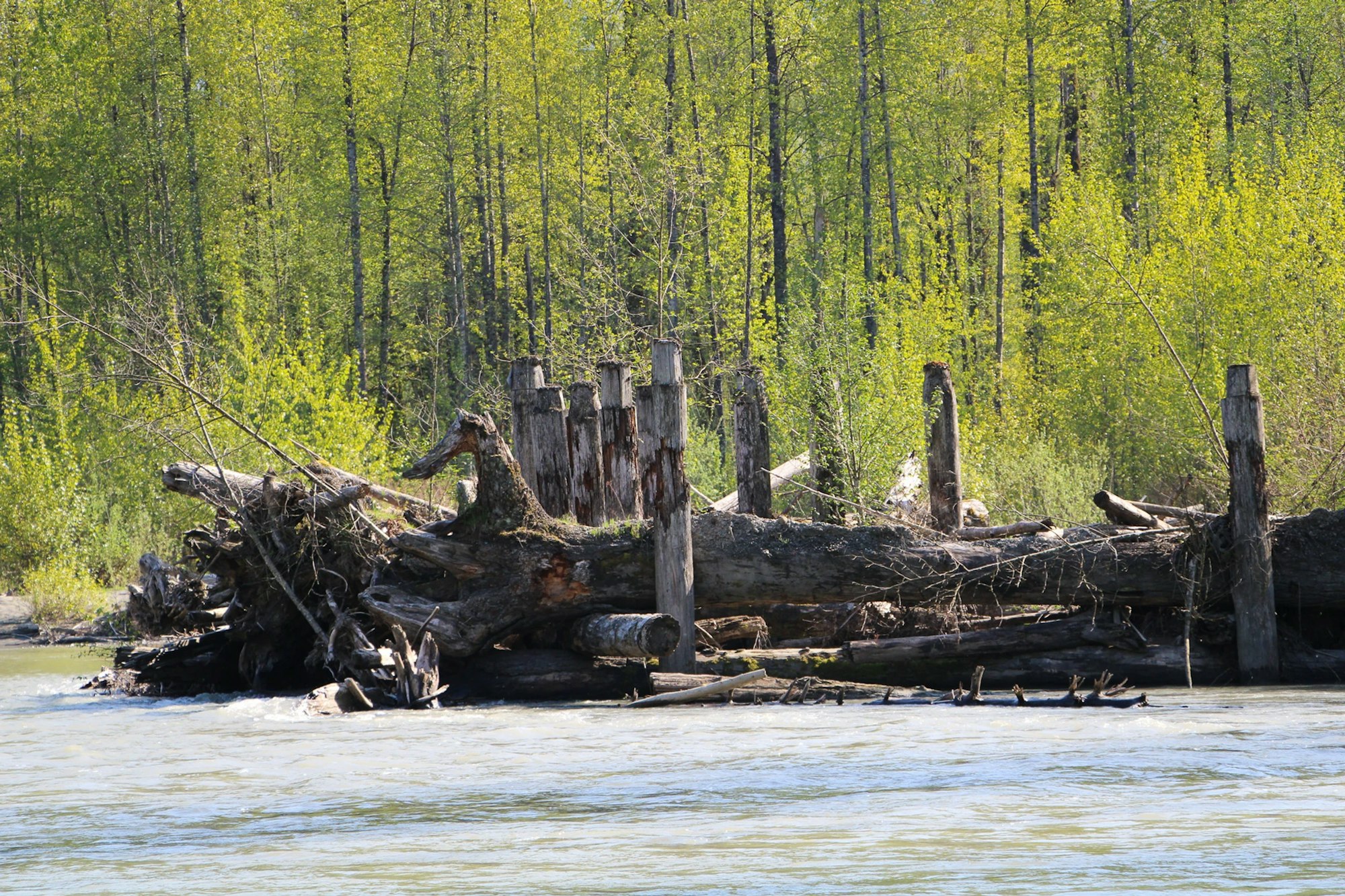A river with tree logs and stumps on its bank, surrounded by dense green forest.
