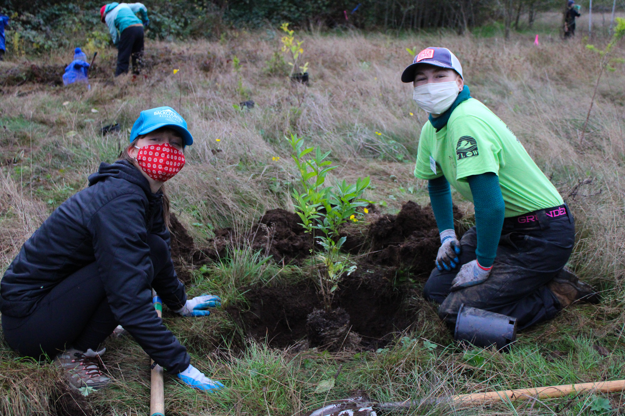 Two people, wearing masks and gloves, are planting a small plant in a grassy area.