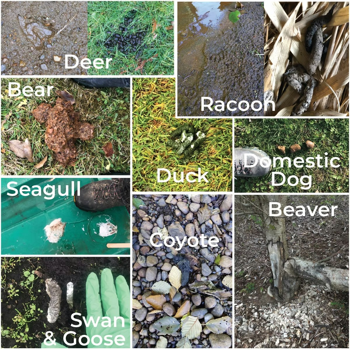 Images of animal tracks and droppings: deer, bear, seagull, raccoon, duck, coyote, beaver, swan/goose, domestic dog.
