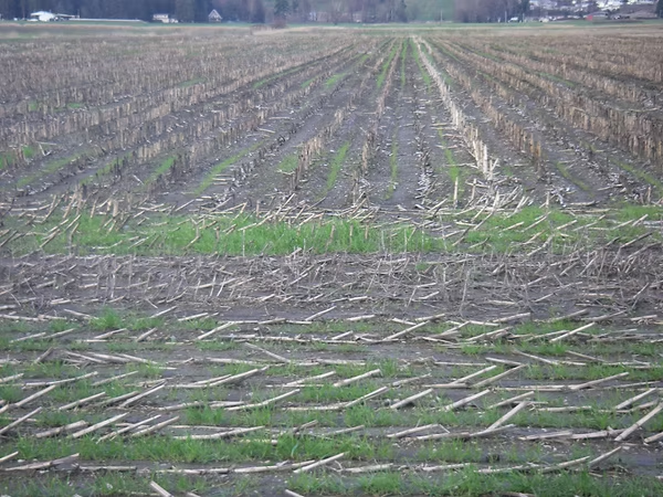 A field with rows of dry stalks and sparse green grass emerging from the soil.