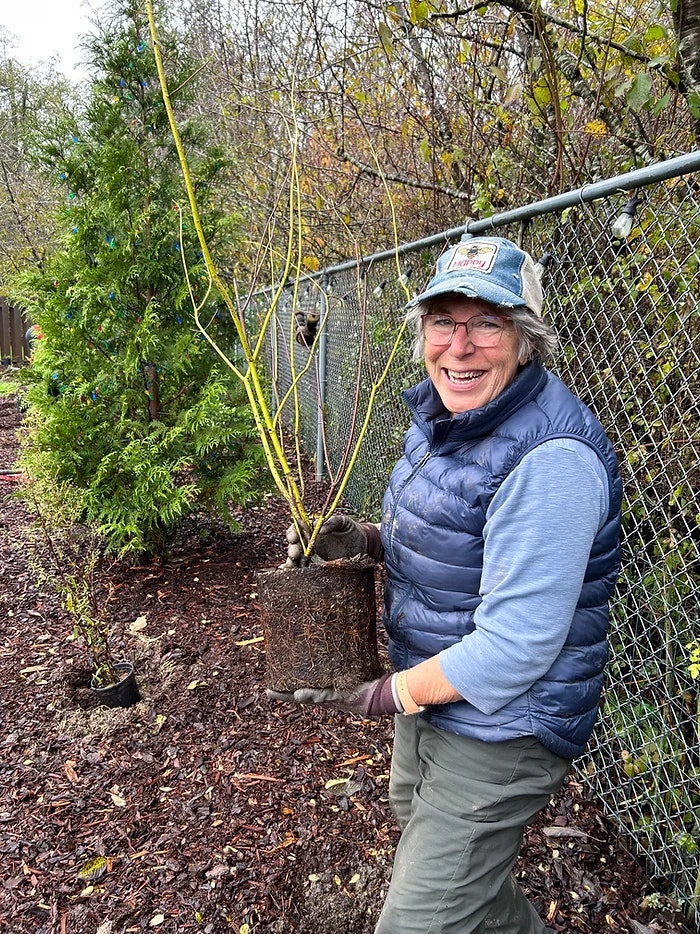 A smiling person in a garden holding a young potted tree, wearing a cap, glasses, and a blue puffer vest.