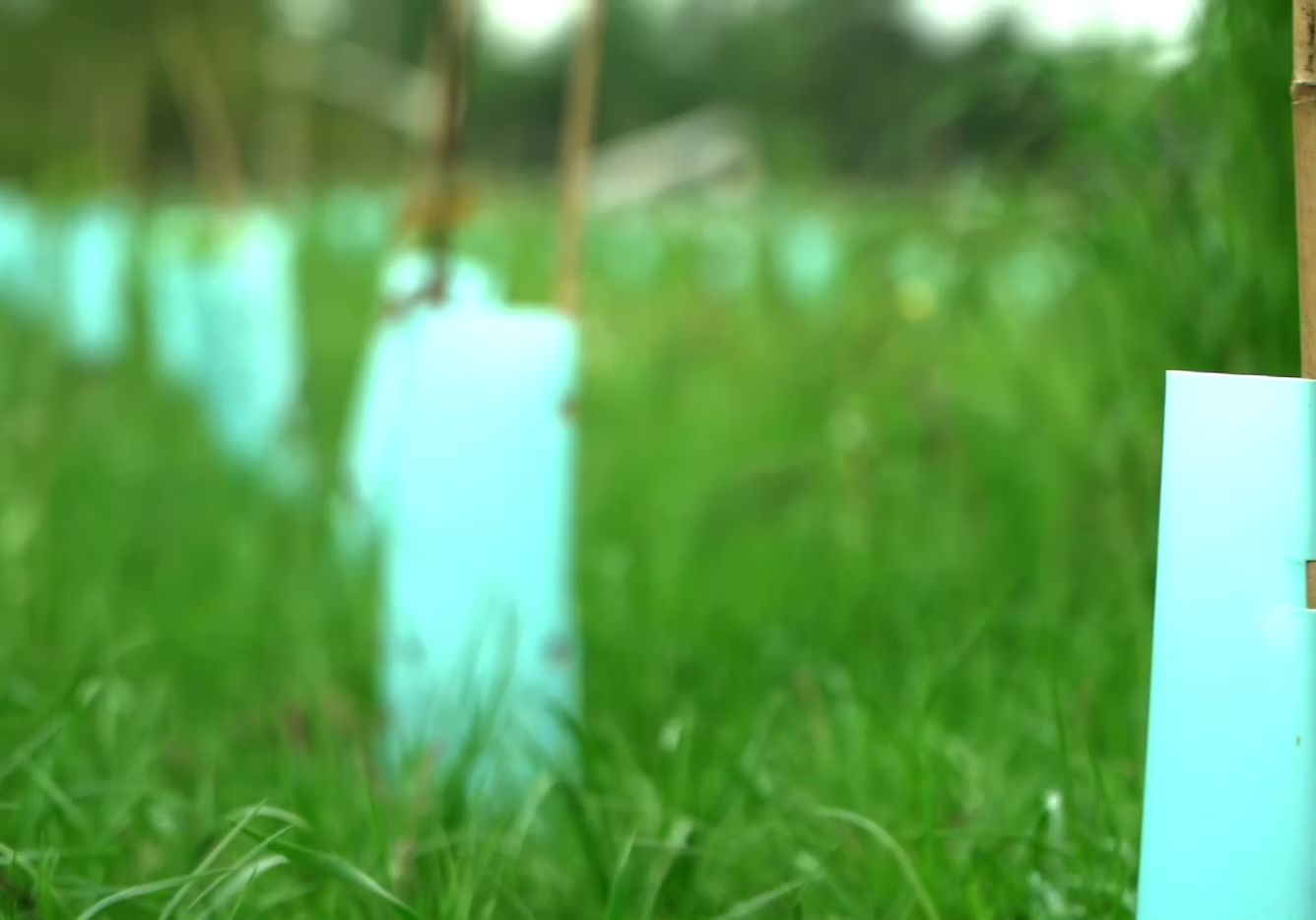 Young trees in protective tubes planted in a grassy field.