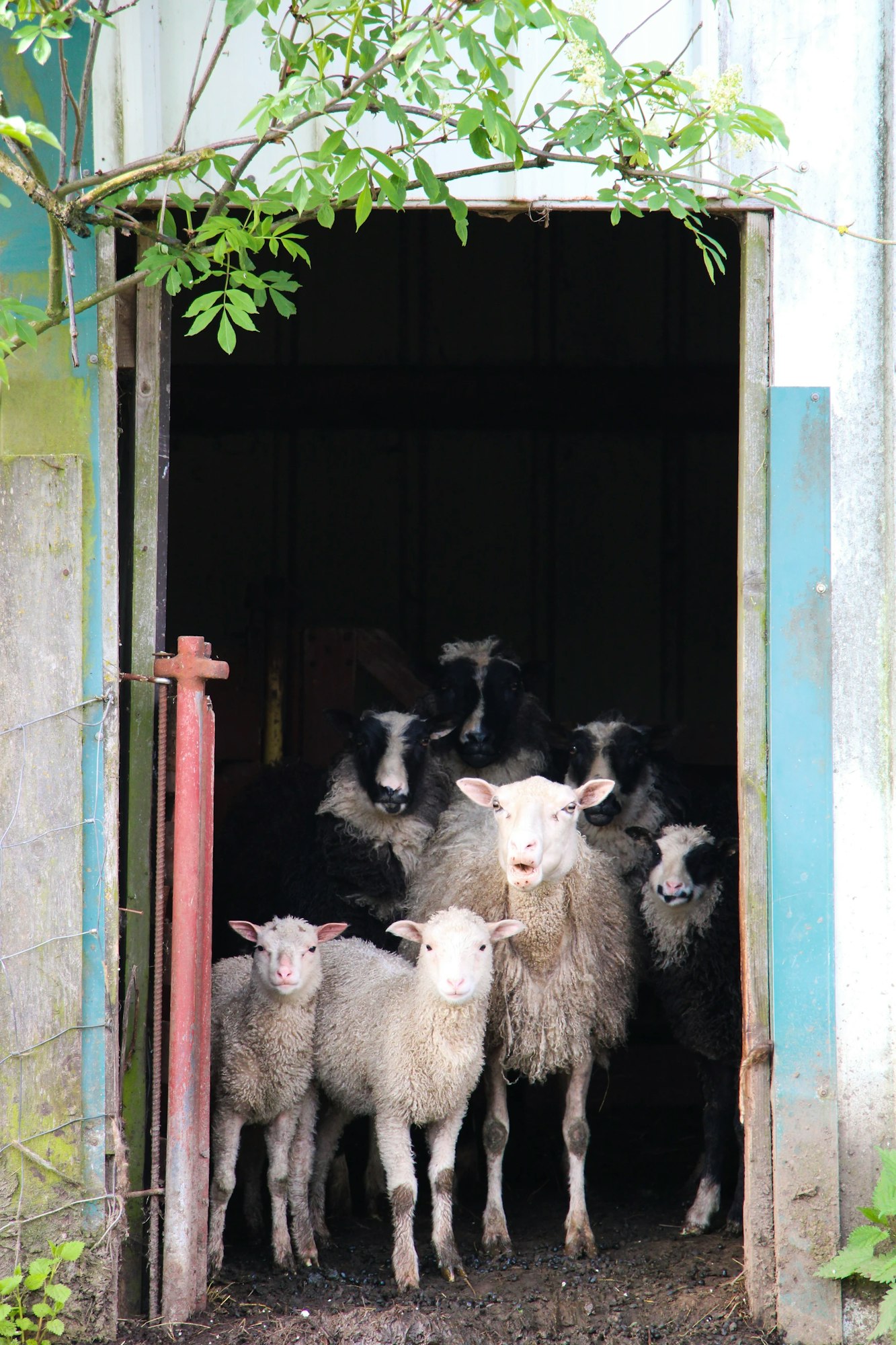 A group of sheep standing in the entrance of a barn, surrounded by greenery.