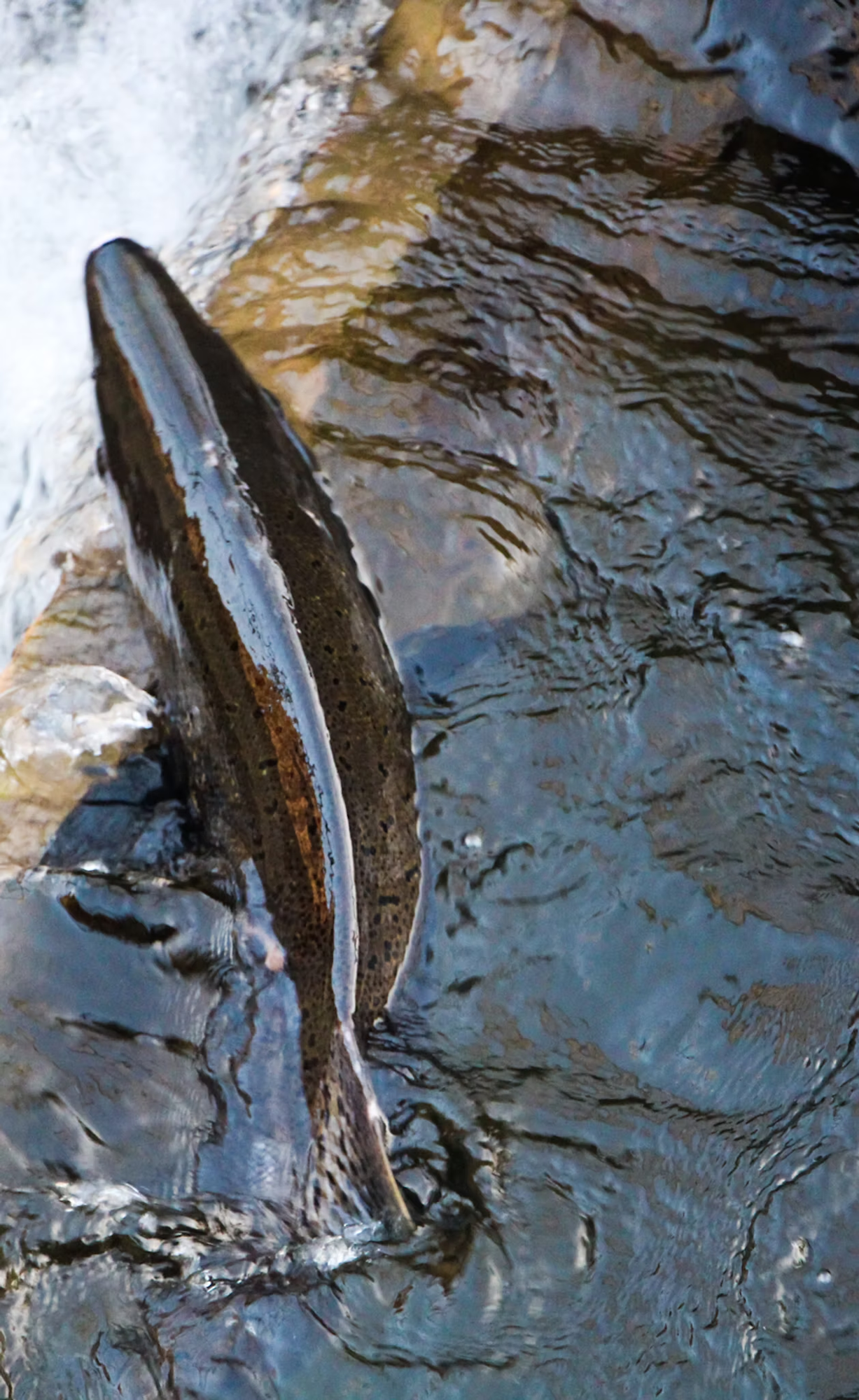 A fish swimming upstream in clear, moving water against a rocky surface.