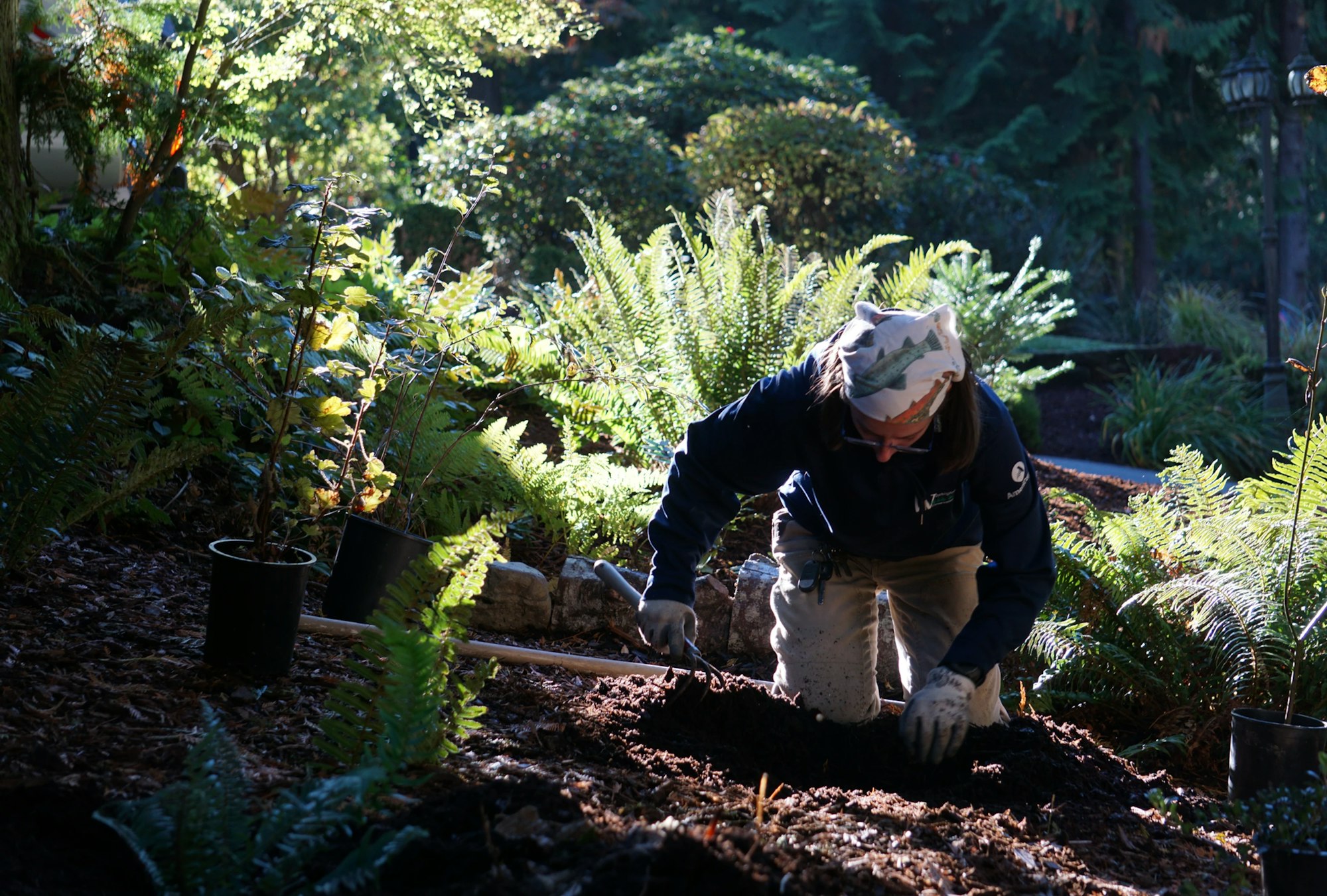 A person is gardening, planting in a lush, green area surrounded by ferns and shrubs.