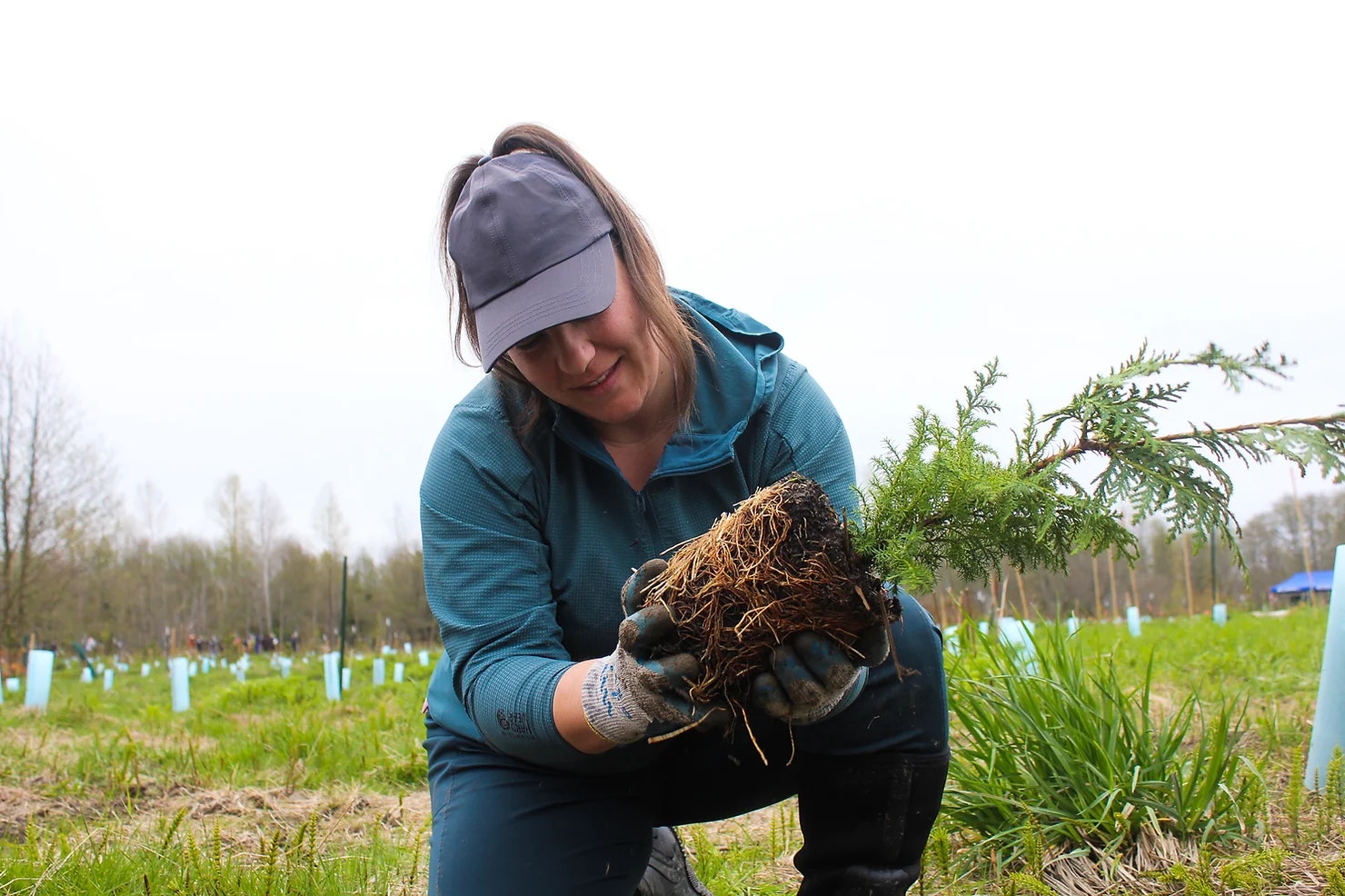 A person in a cap holds a small tree with roots, preparing to plant it in a field.