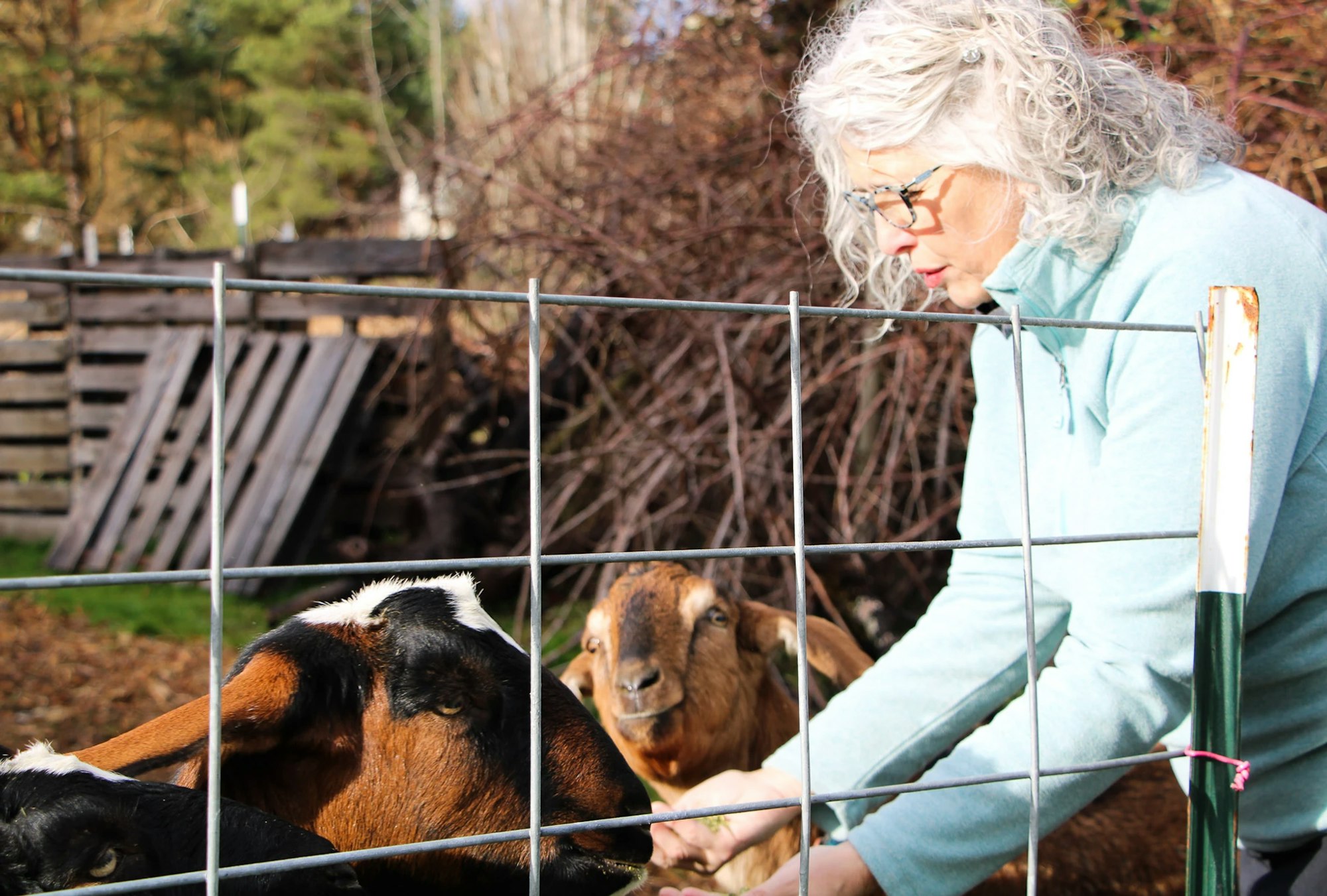 A person is feeding goats through a metal fence in a farm setting.