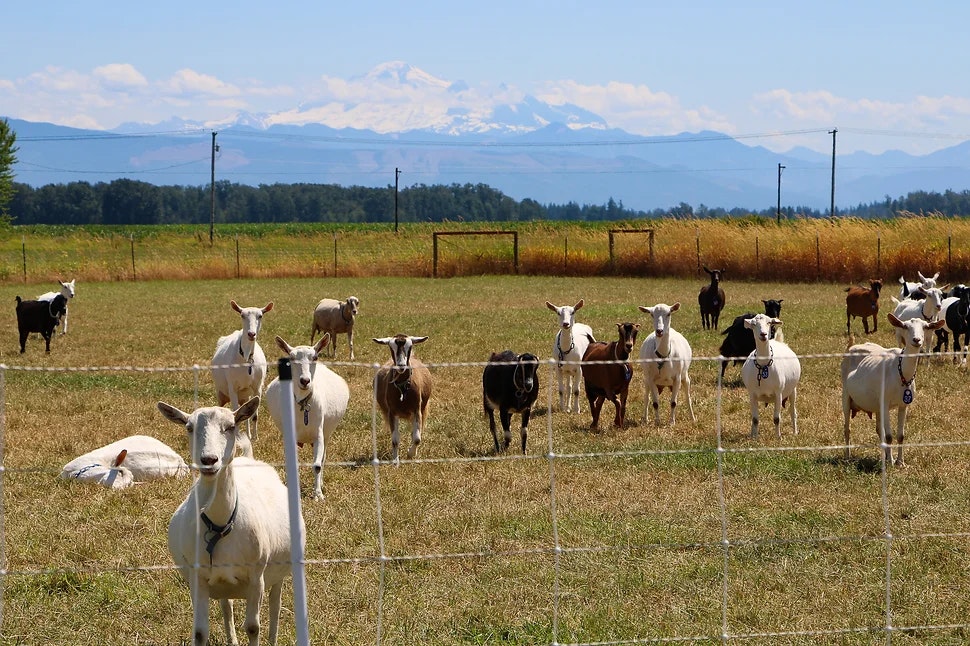 Goats standing in a fenced grassy field with mountains in the background.