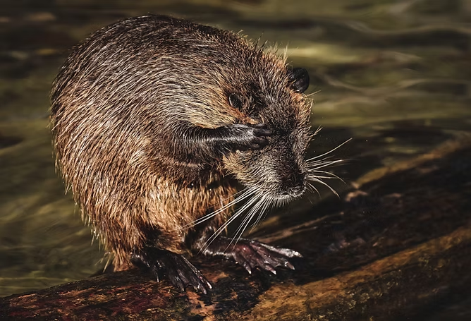 A wet rodent, possibly a nutria, sitting on a log and covering its face with a paw.