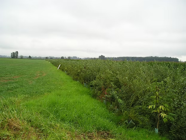 A green field with grass on the left and dense bushes or trees on the right under a cloudy sky.
