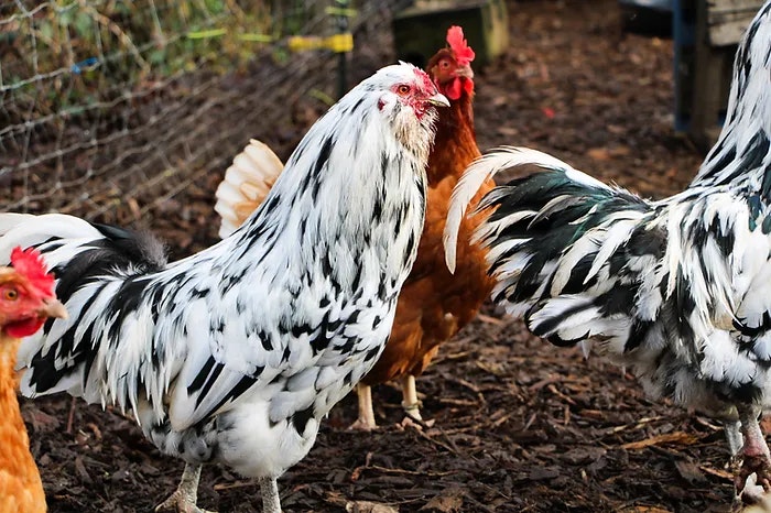 Several chickens, with prominent white and black feathers, stand together on dirt near a wire fence.