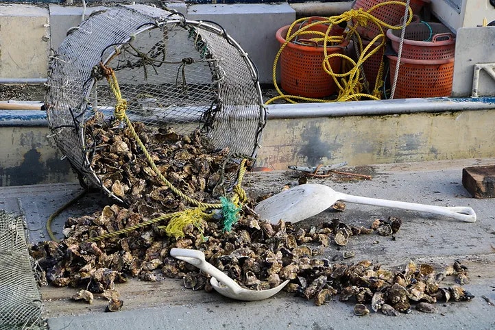 Oyster basket with spilled oysters on a boat deck, alongside white scoops and fishing gear.