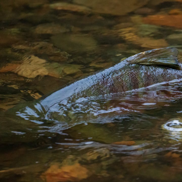fish swimming in a creek, half way out of water