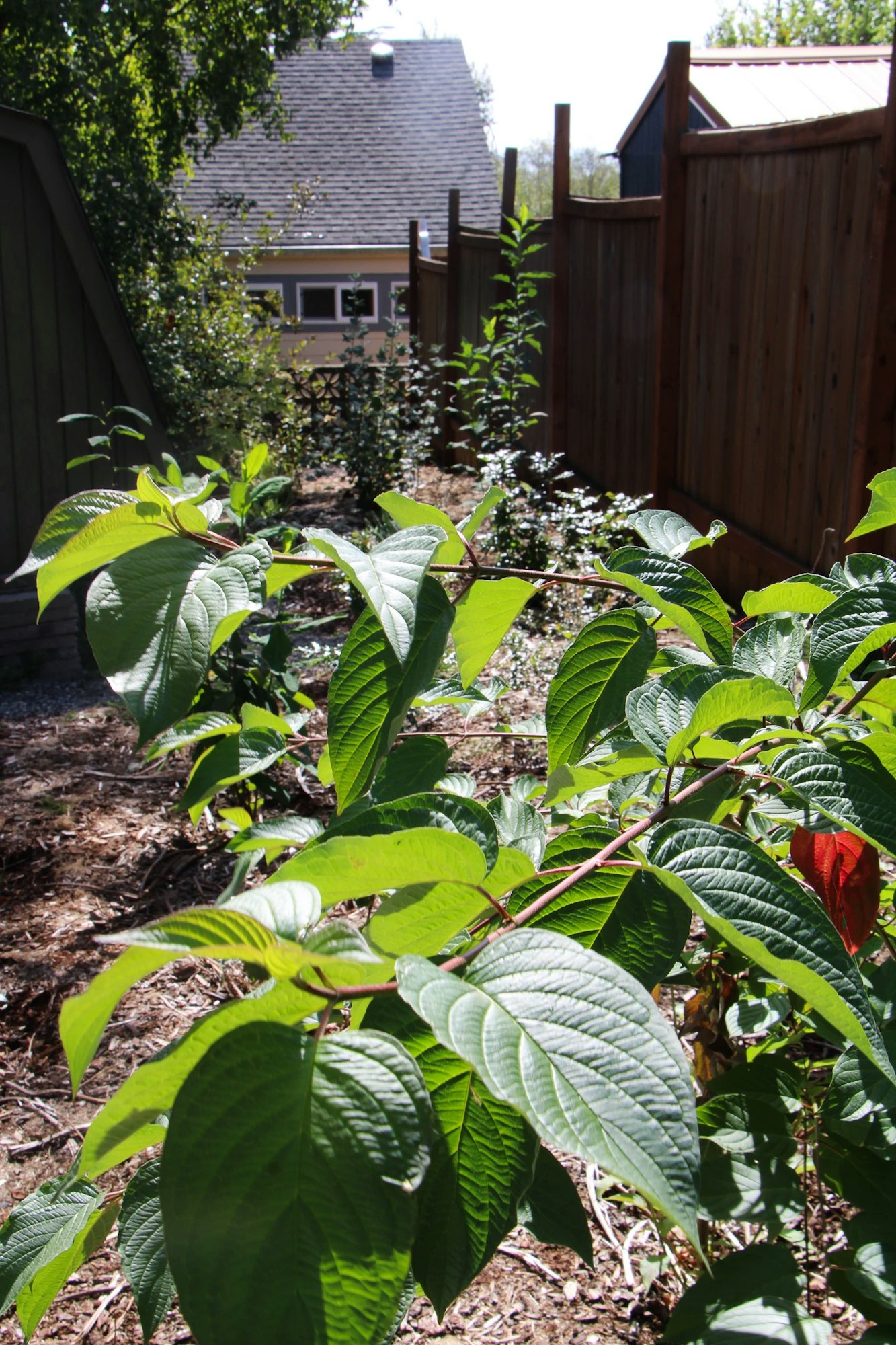 A leafy plant with green leaves in a garden, wooden fence, and a house in the background.