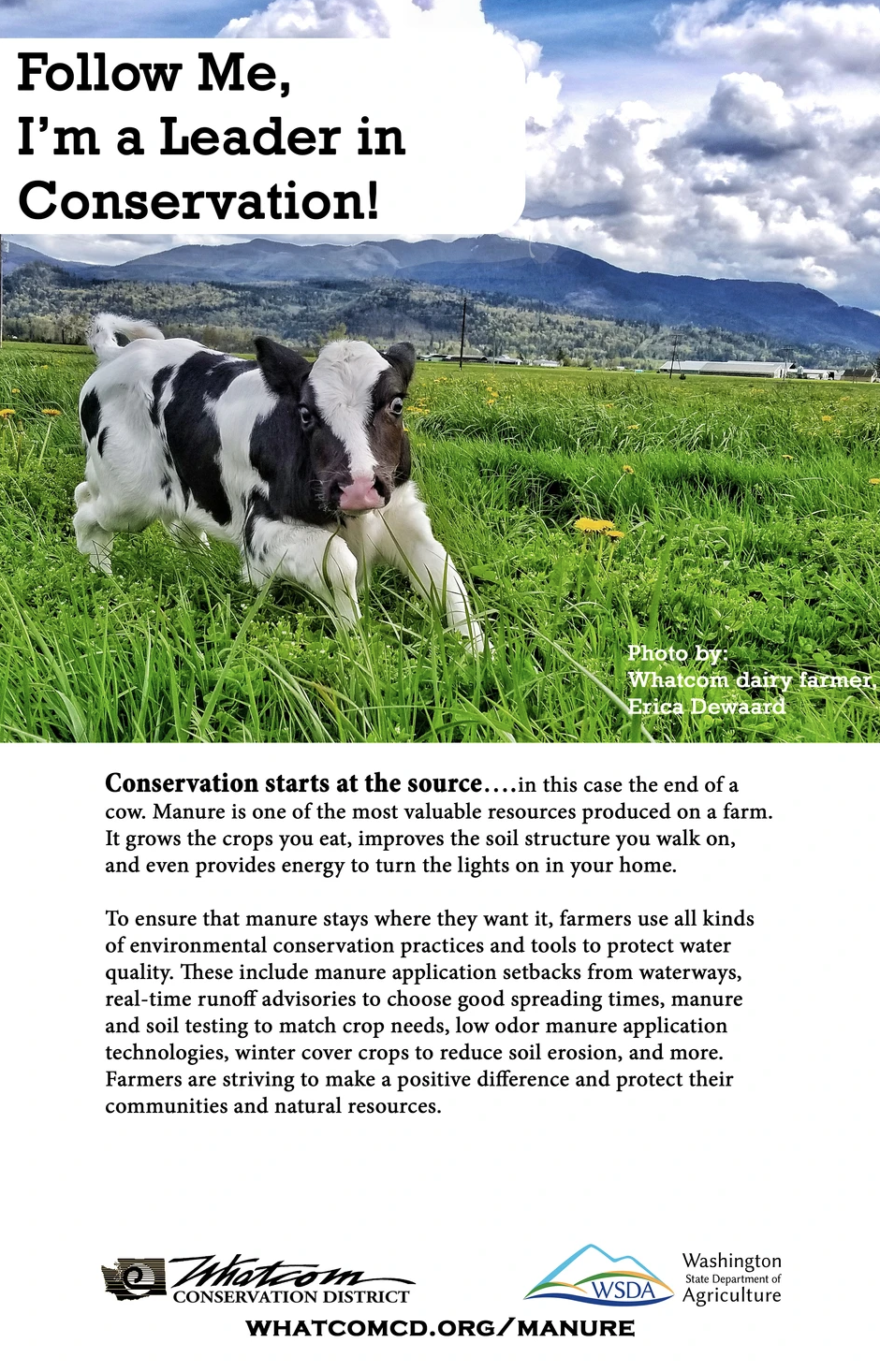Young cow in a field with text on manure-based conservation by Whatcom Conservation District.