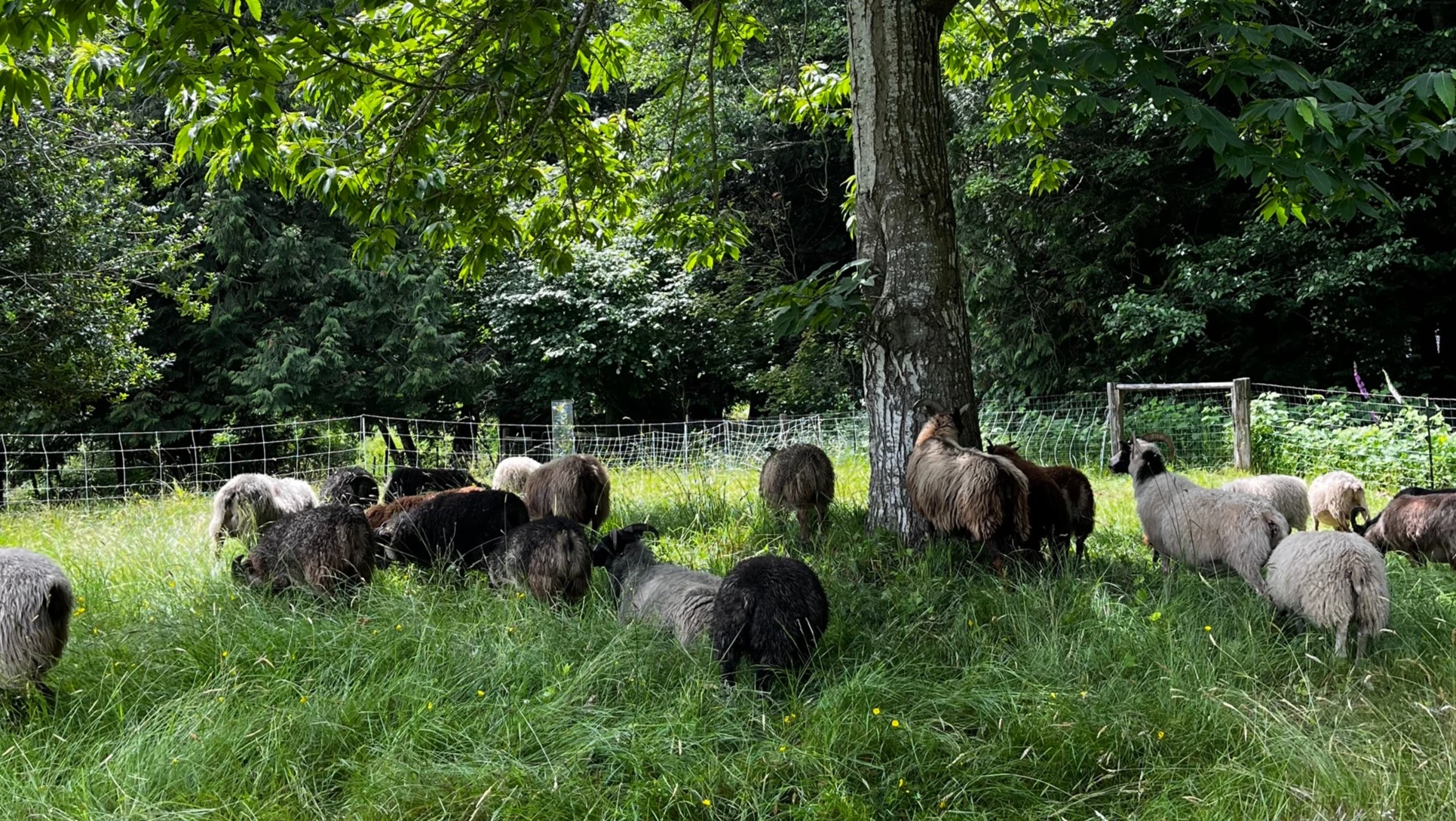 Sheep grazing in a field beneath a tree with a wire fence in the background.