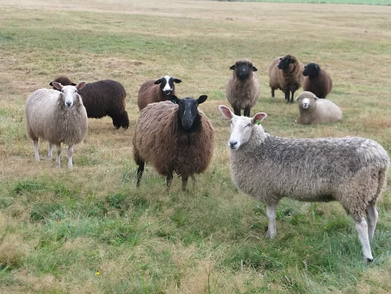 A group of sheep standing on a grassy field.