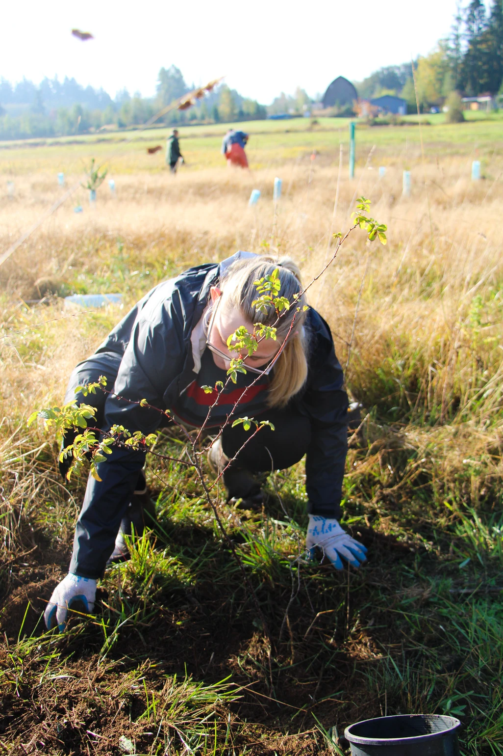 A person planting a small tree in a grassy field, wearing gloves and a jacket.