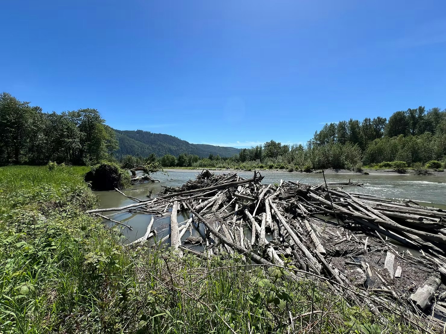 A river scene with a log jam surrounded by green foliage and distant hills under a clear blue sky.