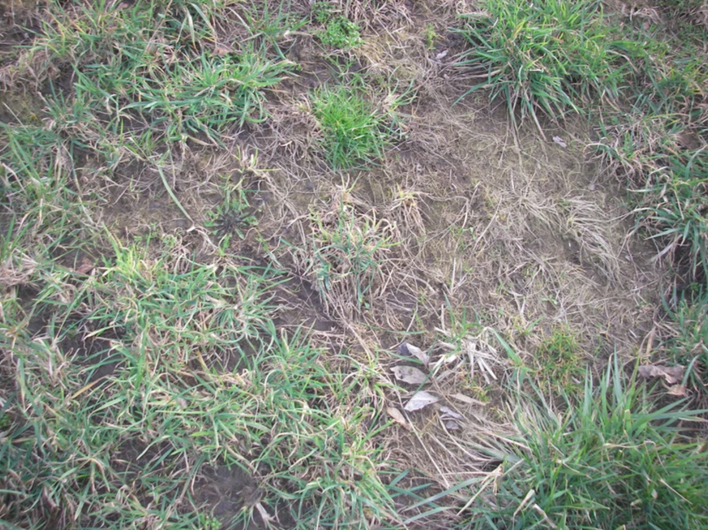 Patchy grass on soil with dry areas and scattered leaves.