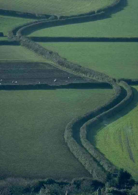 Aerial view of green fields with winding hedgerows dividing them.