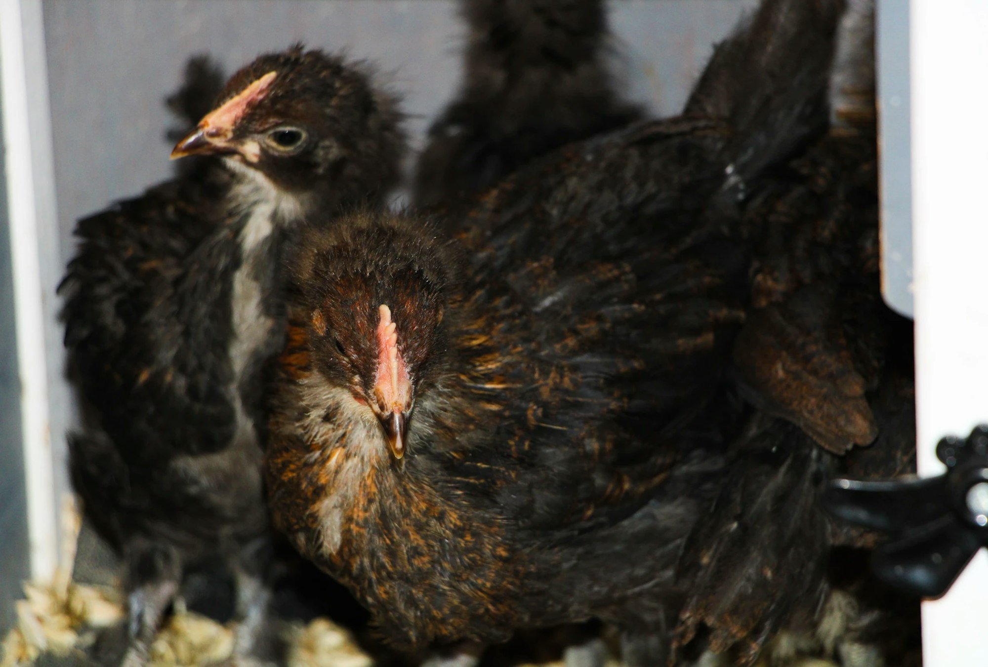 Two brown and black chicks standing on bedding.