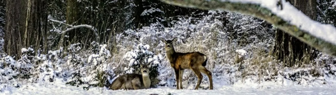 Two deer in a snowy forest setting, one standing and the other lying down, surrounded by trees.