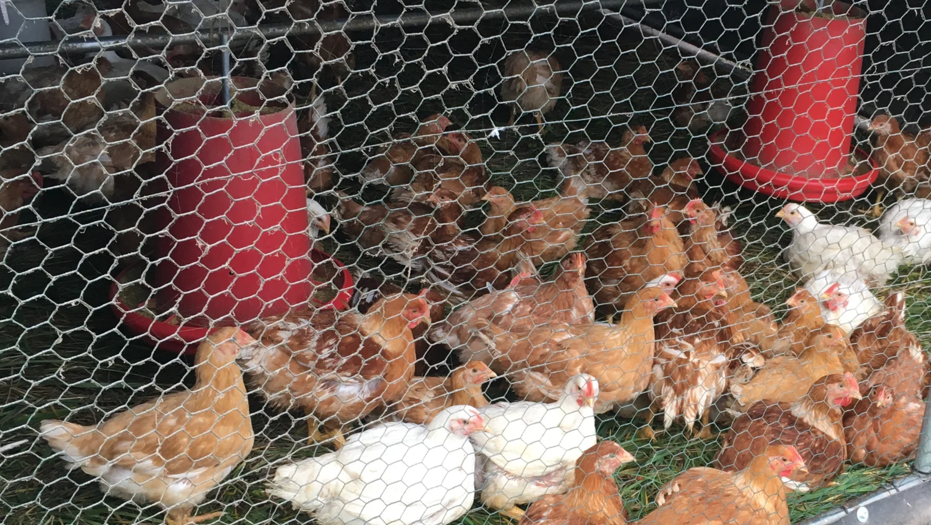 Chickens in a fenced enclosure with red feeders.