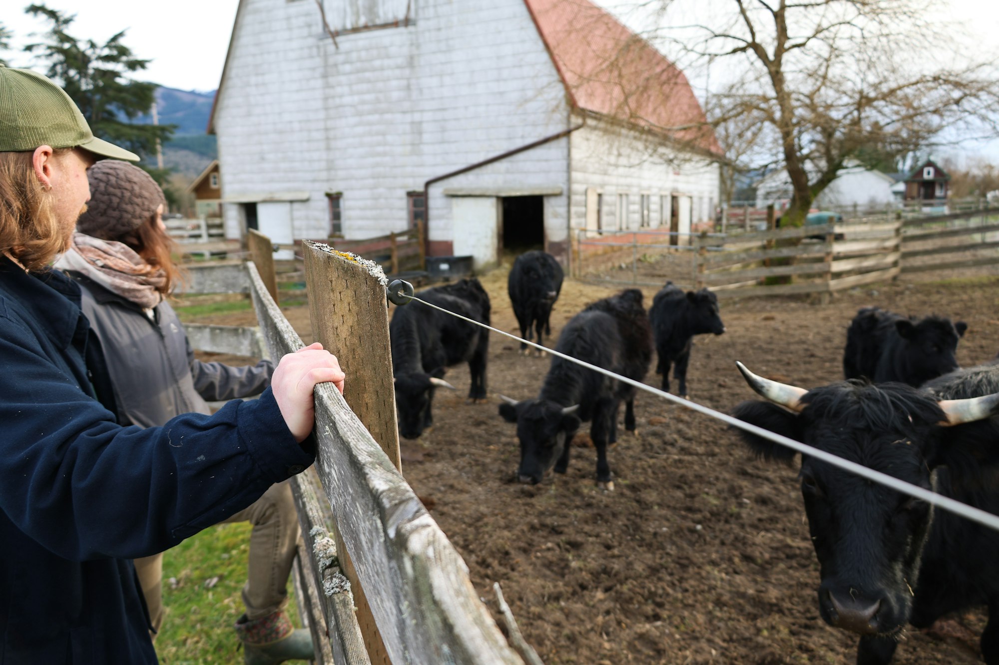 Two people observe cows at a farm, with a barn and fence in the background, on a cloudy day.