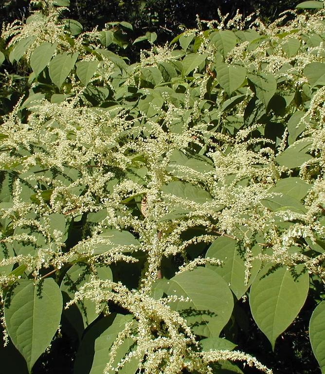 A dense cluster of plants with broad green leaves and small white flowers.