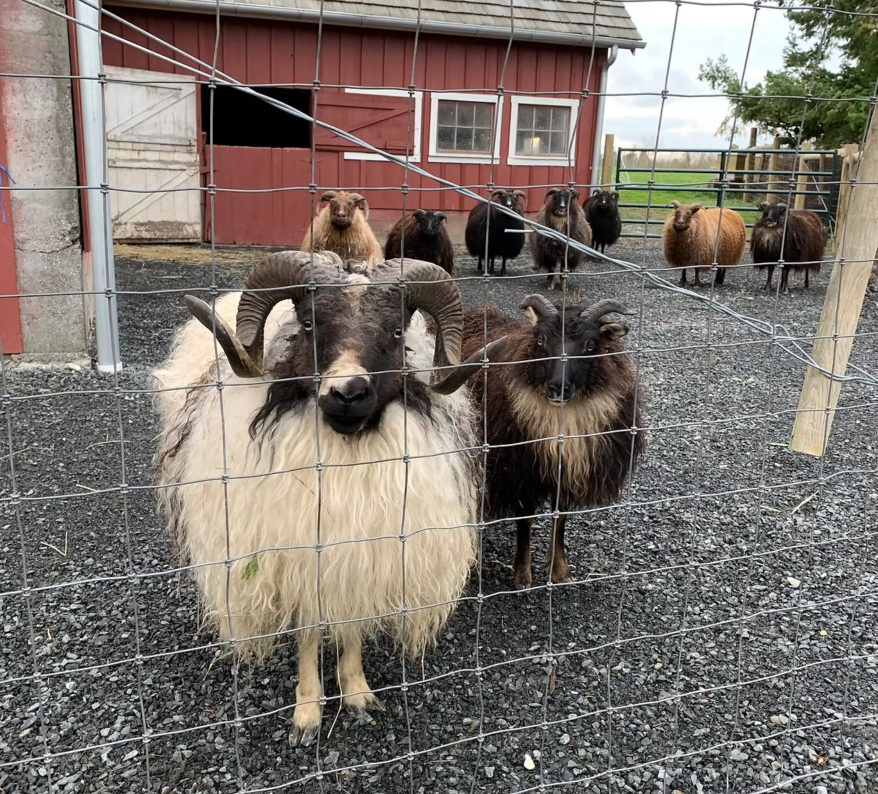 Sheep with diverse wool colors behind a wire fence, in front of a red barn.