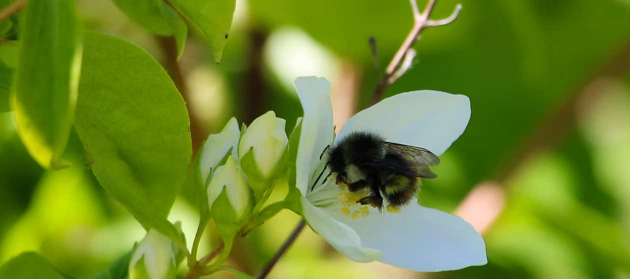 A bee on a white flower with green leaves in the background.