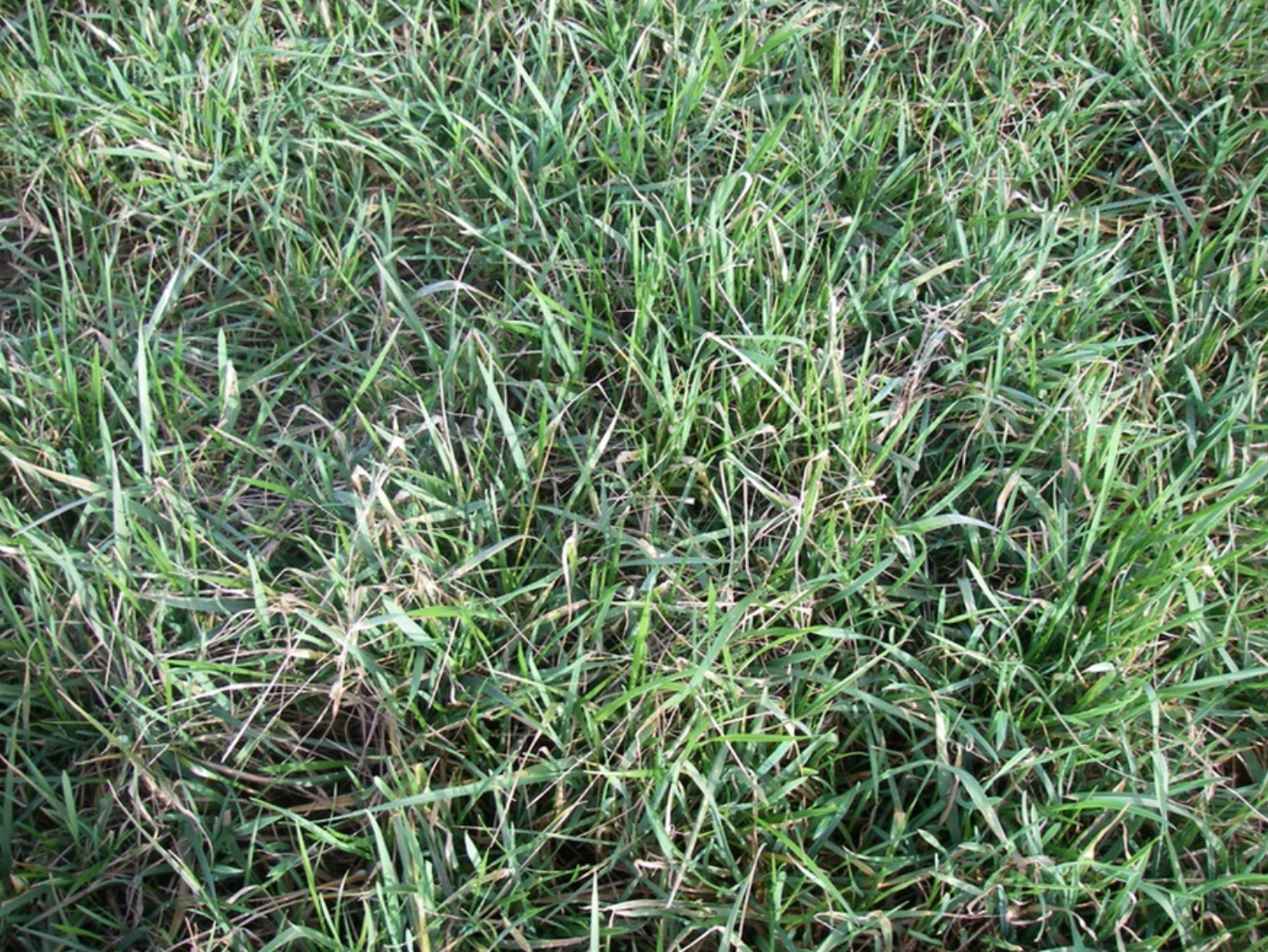 A close-up view of lush green grass.