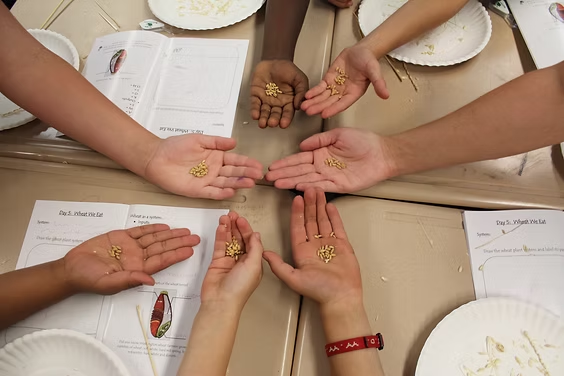 Several hands holding grains over a table with papers and plates.