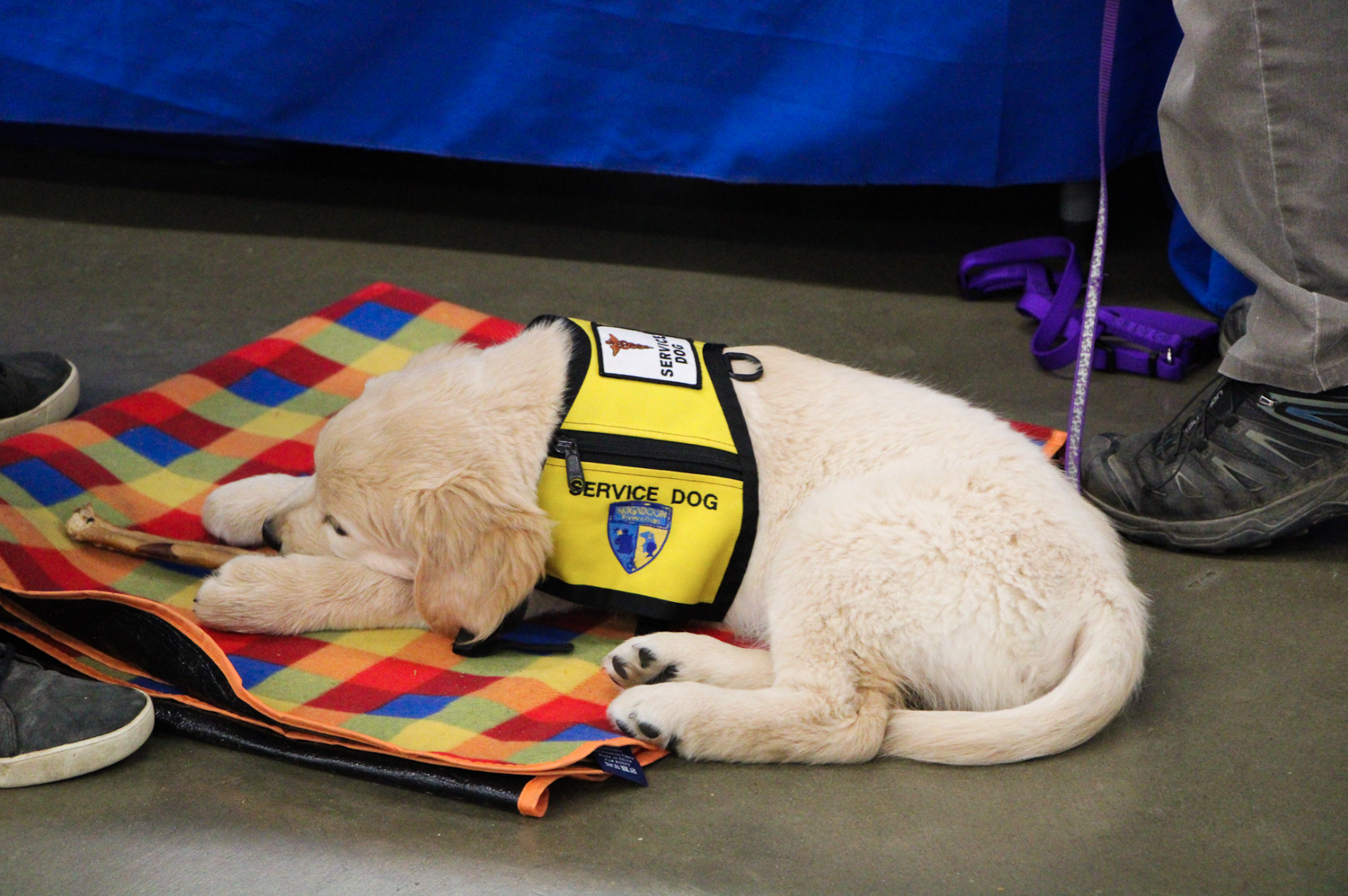 A service dog puppy in a yellow vest resting on a colorful mat, holding a bone.