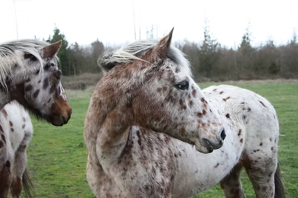 Two Appaloosa horses with spotted coats in a grassy field.