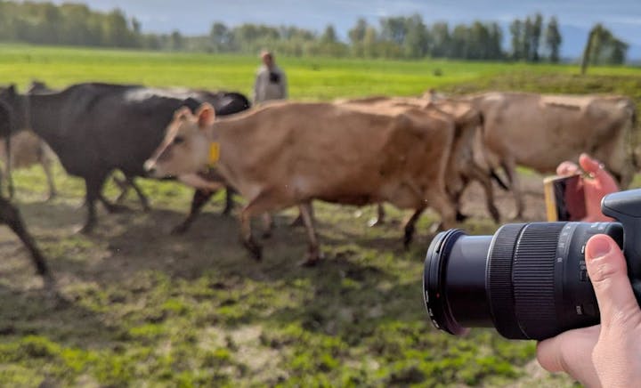 A person photographing cows in a green field using a camera.